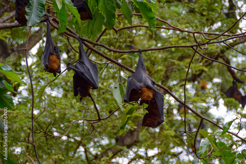 Several  fruit bat flying fox hanging on a branch upside down