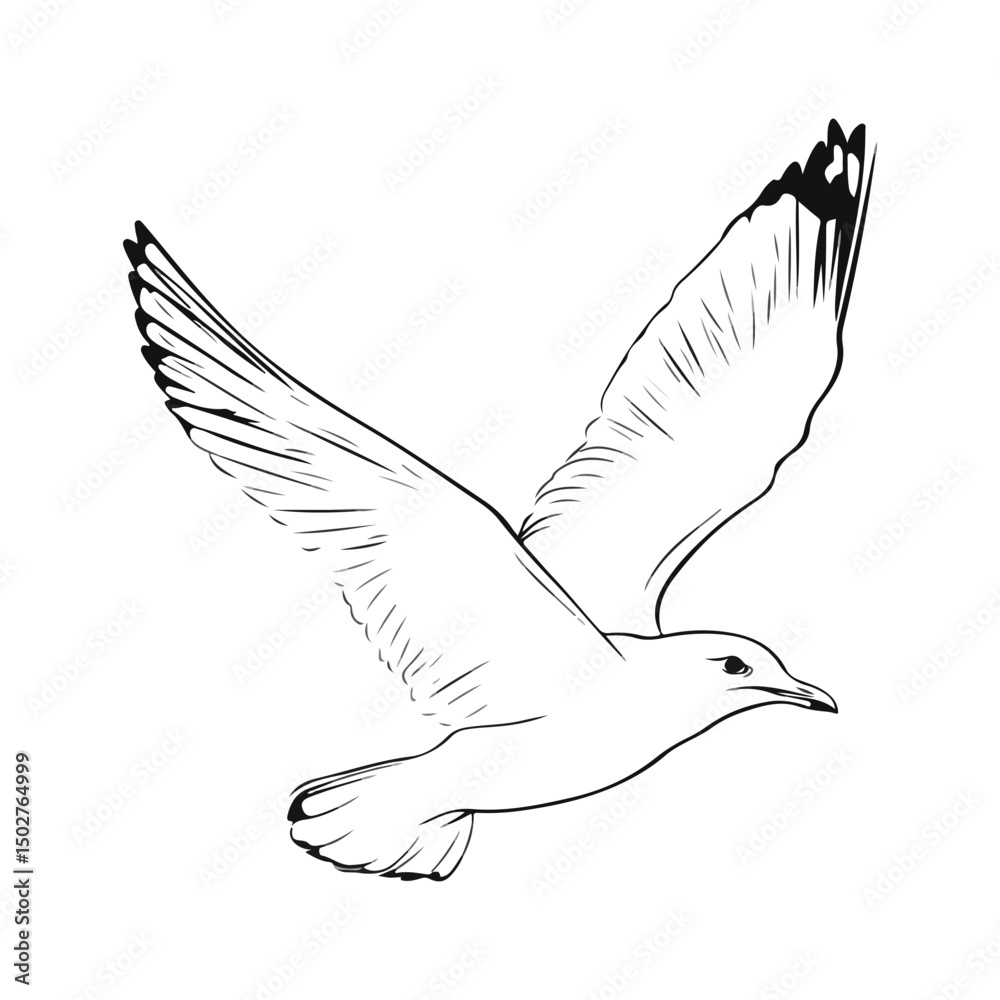 Fototapeta premium seagull, animal, vector, transparent background, wing, feather, freedom, wildlife, beak, nature, cute, isolated, sea gull, wings