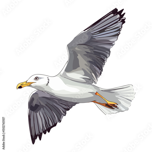 seagull, animal, vector, transparent background, wing, feather, freedom, wildlife, beak, nature, cute, isolated, sea gull, wings