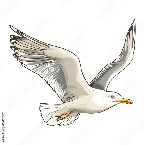 seagull, animal, vector, transparent background, wing, feather, freedom, wildlife, beak, nature, cute, isolated, sea gull, wings