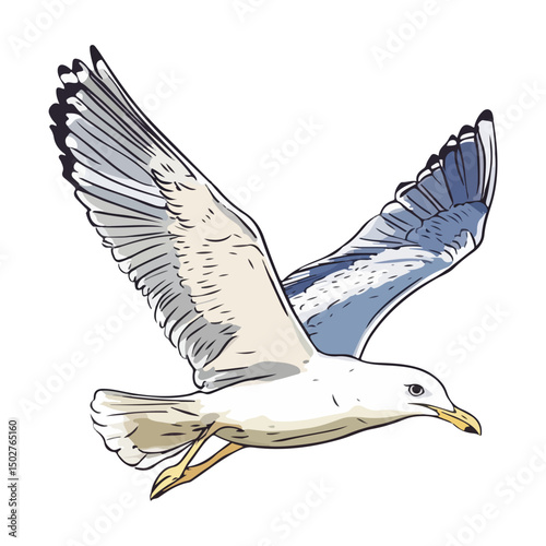 seagull, animal, vector, transparent background, wing, feather, freedom, wildlife, beak, nature, cute, isolated, sea gull, wings
