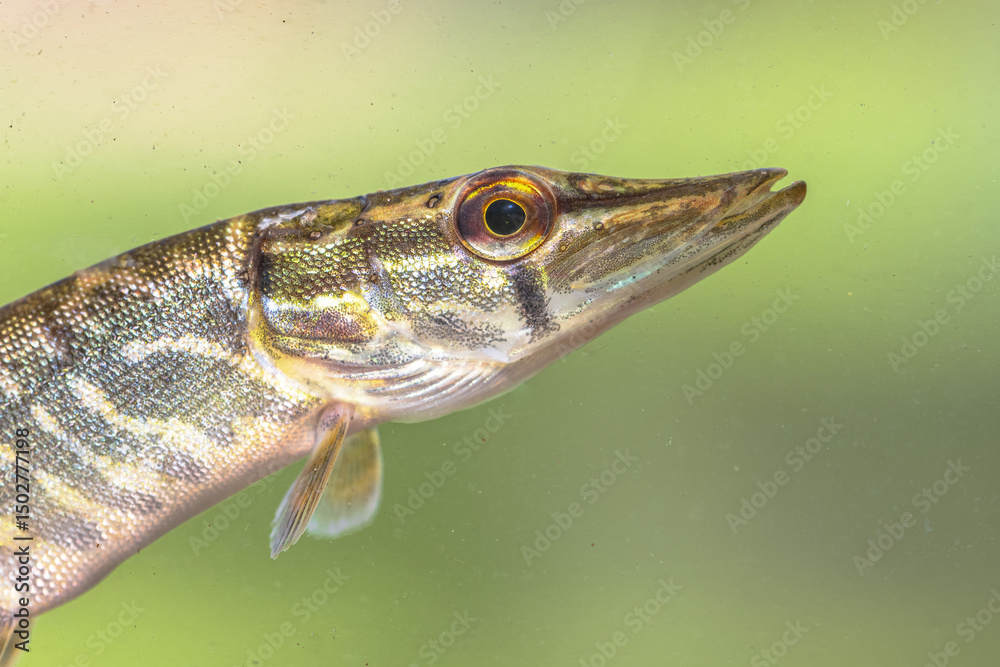 Fototapeta premium Northern Pike Fish Portrait underwater