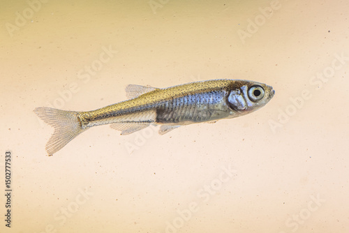Sunbleak or Belica freshwater fish