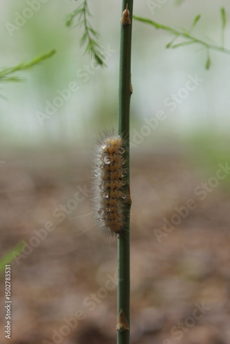 Caterpillar on Asparagus Plant in Organic Garden Rural East TX