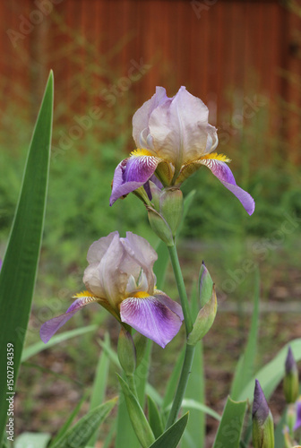 Purple Iris Blooming in Outdoor Garden