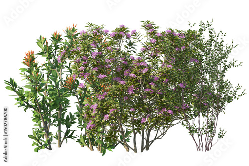 Fototapeta Garden bushes with diverse flowers and shrubs, transparent background
