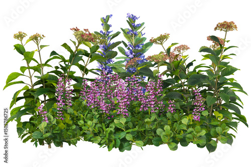 Fototapeta Different flowers and shrubs for landscaping, isolated on transparent background