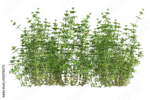 Fotografie Meadow grass field on transparent background.
