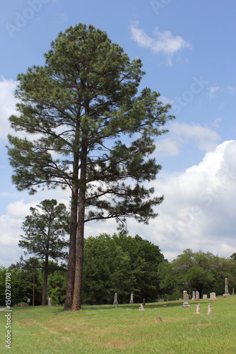 Tree At Historic Cemetery in Rural East Texas. Troup City Cemetery