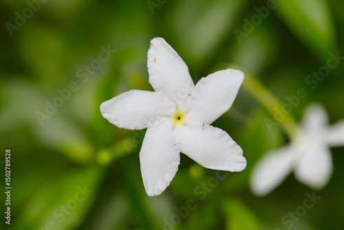 
Close-up view of white Gerdenia Crape Jasmine blooming on green leaf background