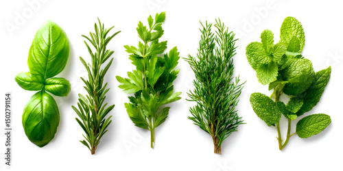 Basil, Dill, Rosemary, and Mint Herbs Isolated on White Background