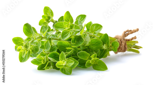 Fresh marjoram picked and isolated on white