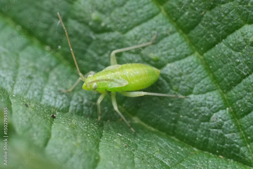 Closeup on a small green nymph of the potato capsid bug , Closterotomus norwegicus Closeup on a small green nymph of the potato capsid bug , Closterotomus norwegicus