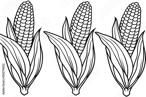 Three corn cobs isolated on white background in black and white