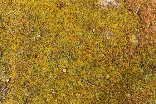 Moss and Leaves Growing on Forest Floor