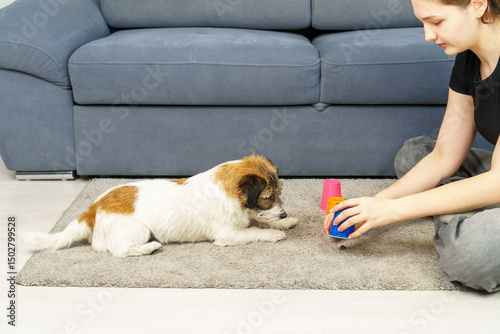Dog training to follow scent trail at home