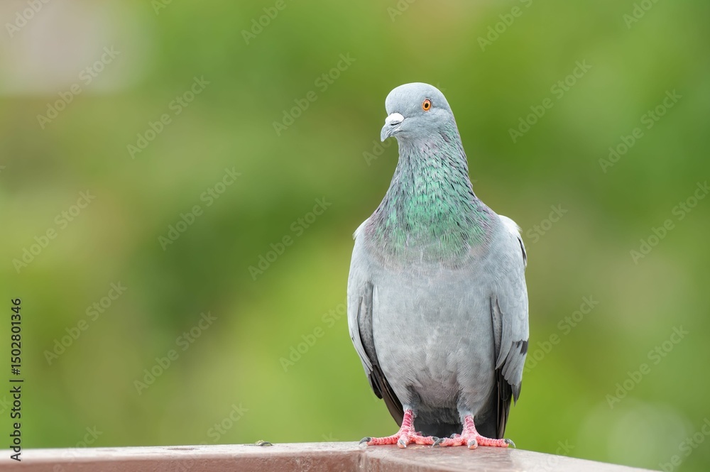 Obraz premium Close-up of a Pigeon with Iridescent Feathers