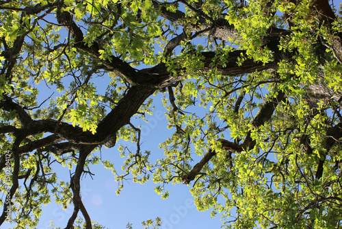 Old Oak Tree Growing in Historic Rural Cemetery. Rural East TX