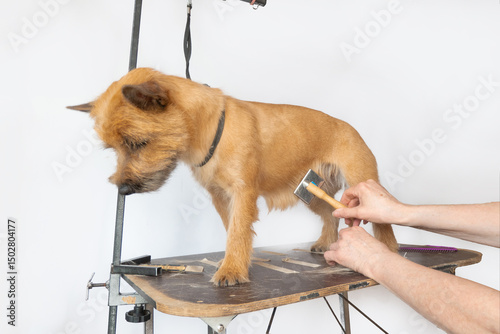 groomer combing wool of spitz in salon, grooming master cuts and shaves, cares for a dog in professional salon for pets. High quality photo