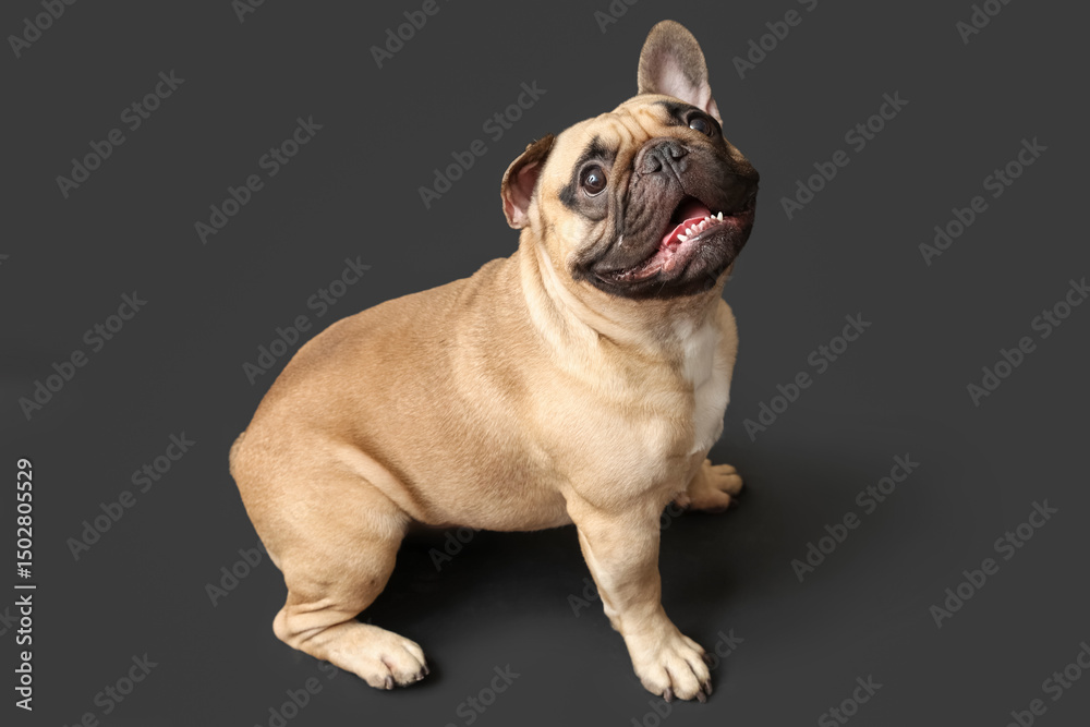 Obraz premium Cute French bulldog sitting against black background
