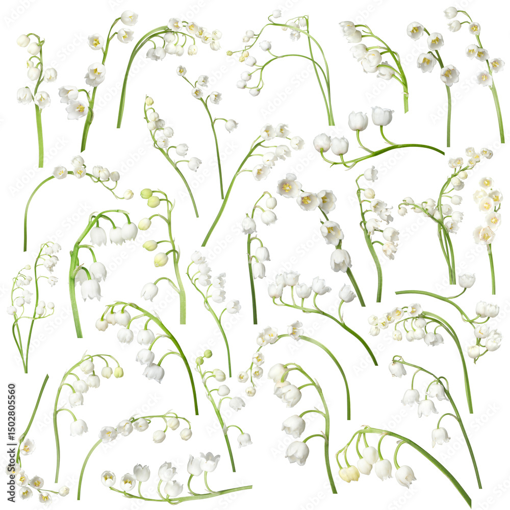 Fototapeta premium Beautiful lily of the valley flowers isolated on white, set