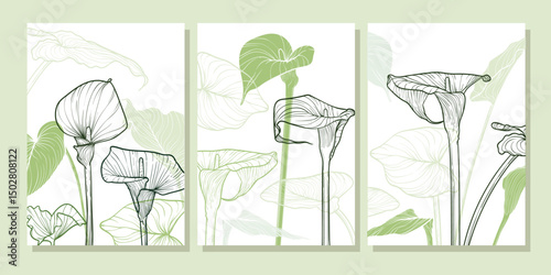 A3 calla lily line art vector hand drawn illustration. A4 Art print with line art calla lily flower in green tones. Highly detailed and high quality graphic asset for online and print.