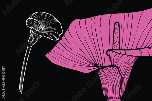 Calla lily flowers, vector format, hand drawn outline. Easy to edit, ready to use. A mix between a pink and a white flower on a black background. 