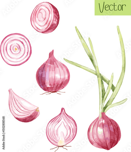 Watercolor Set of Red Onion, organic element suitable for culinary blogs, ecofriendly branding, and recipes.