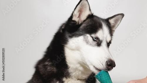 Funny husky with beautiful big blue eyes eats ice cream on gray background. Lovely fluffy dog licking lips. Free space for text. Wide angle horizontal wallpaper or web banner. 