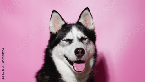 Funny husky with beautiful big blue eyes on pink background. Lovely fluffy dog licking lips. Free space for text. Wide angle horizontal wallpaper or web banner. 