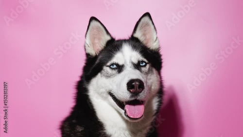 Funny husky with beautiful big blue eyes on pink background. Lovely fluffy dog licking lips. Free space for text. Wide angle horizontal wallpaper or web banner. 