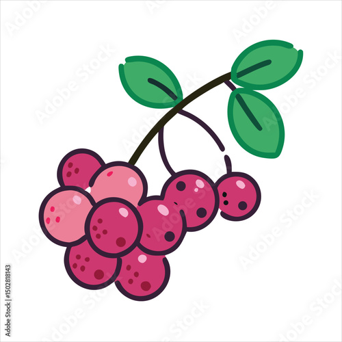 vector illustration of ripe cherry