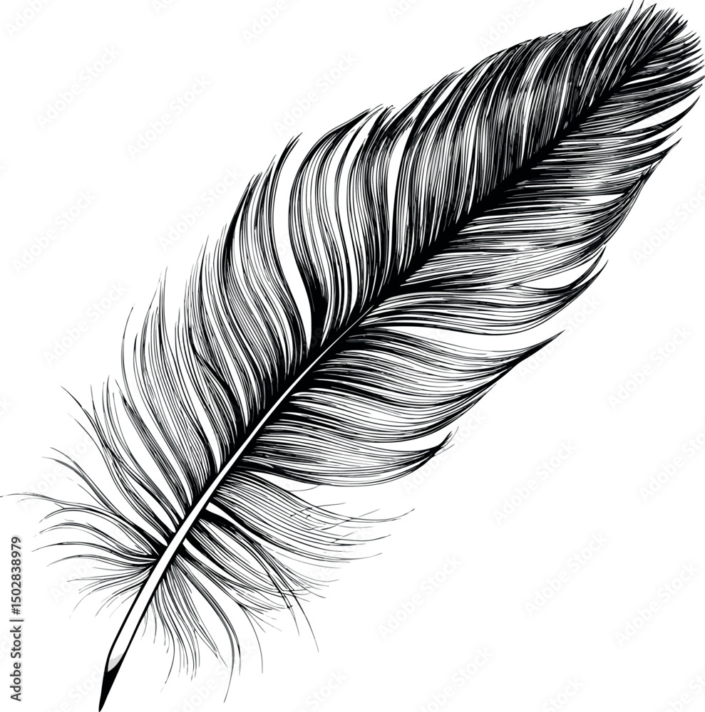 Obraz premium B&W feather illustration, each line precisely draw.