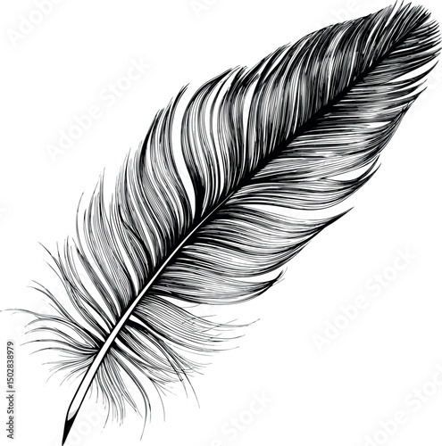 B&W feather illustration, each line precisely draw.