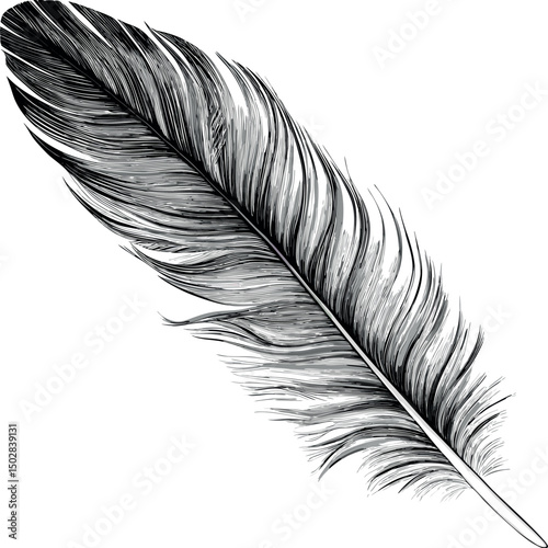 Monochrome feather with carefully crafted line work.