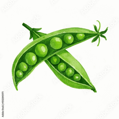 Jade Pods in Bloom peas isolated watercolor vector illustration svg