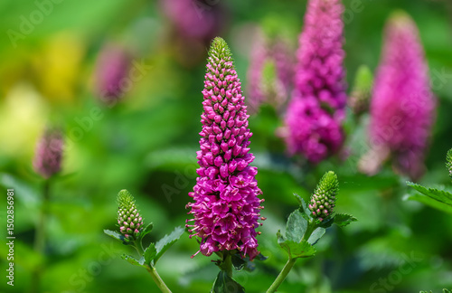 Veronica First love is a gorgeous, compact, perennial with mounds of dark green, lance shaped leaves. The flowers bloom on the branched stems, forming beautiful clusters of pink flowers. 