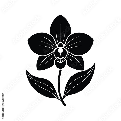 Orchid flower with leaf on white background vector illustration