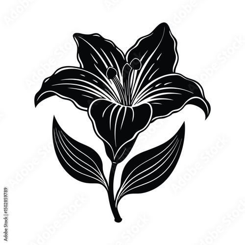 Sego lily flower on white background vector illustration