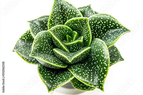 Gasteria glomerata succulent plant