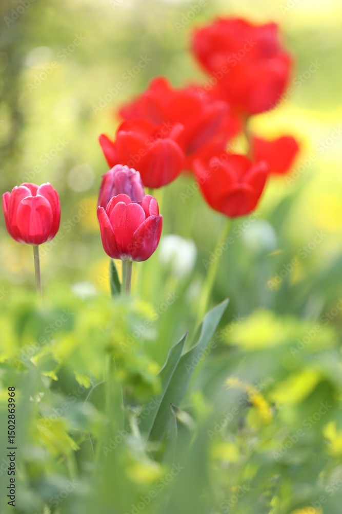 Fototapeta premium Many beautiful tulips growing outdoors in spring, closeup