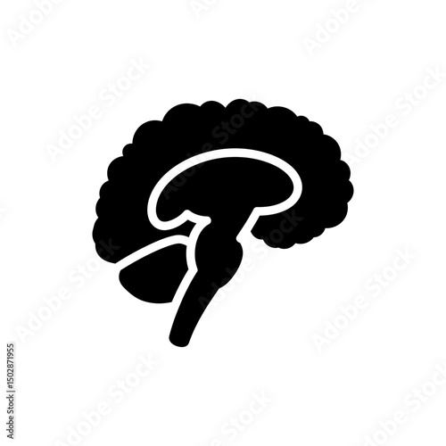 Medulla oblongata section brain anatomy icon