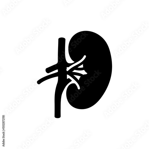 Renal Medulla Inner Kidney Pyramids Anatomy for Medical Study
