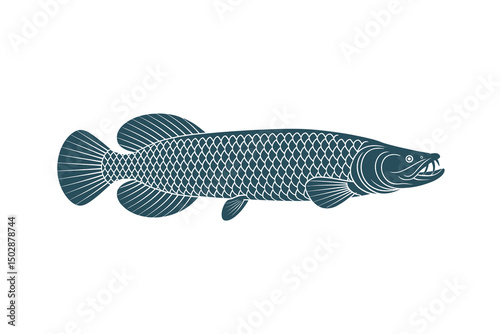 Arapaima vector Art & Illustration