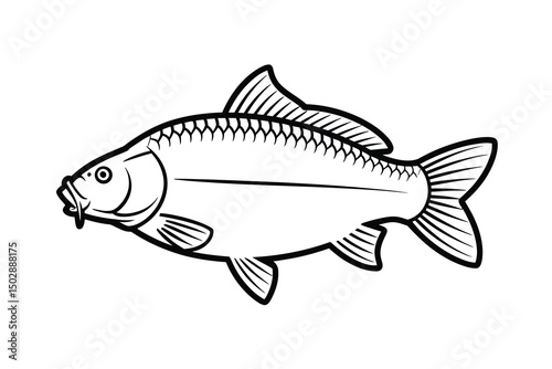 Common Carp Outline Art & Illustration