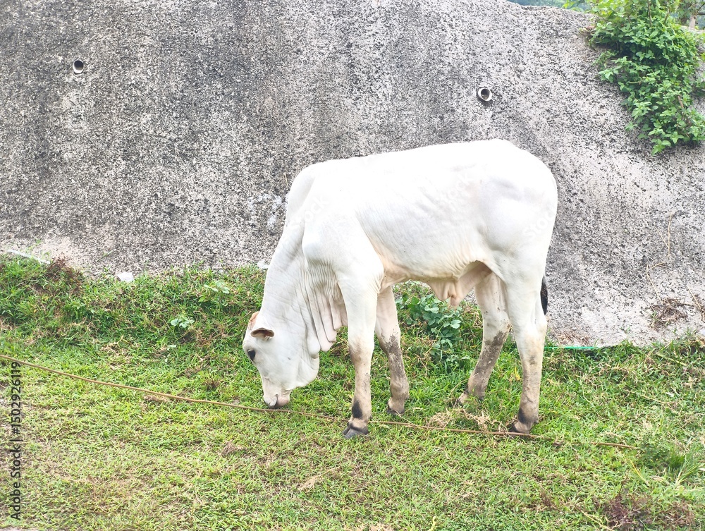 Obraz premium A white cow eating grass in a meadow. Cows are one of the animals used as sacrificial animals for the celebration of Eid al-Adha.