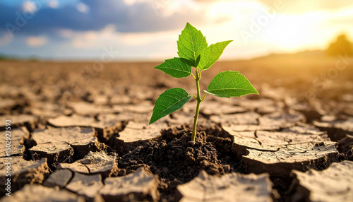 A resilient sprout emerging from cracked earth, a symbol of hope and new life against a dramatic sky photo