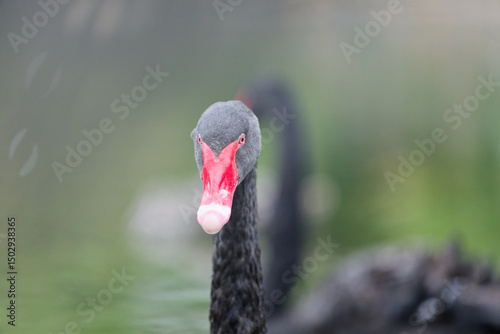 Fototapeta Naklejka Na Ścianę i Meble -  Close-up of a Black Swan