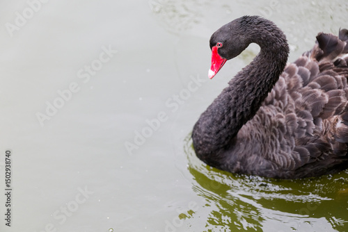 Fototapeta Naklejka Na Ścianę i Meble -  Elegant Black Swan in the Water