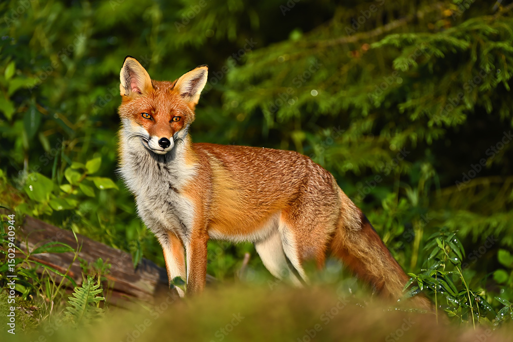 Red fox standing alert in a lush green forest, its orange fur contrasting with the verdant foliage, creating a captivating wildlife portrait. Red fox standing alert in a lush green forest, its orange fur contrasting with the verdant foliage, creating a captivating wildlife portrait.